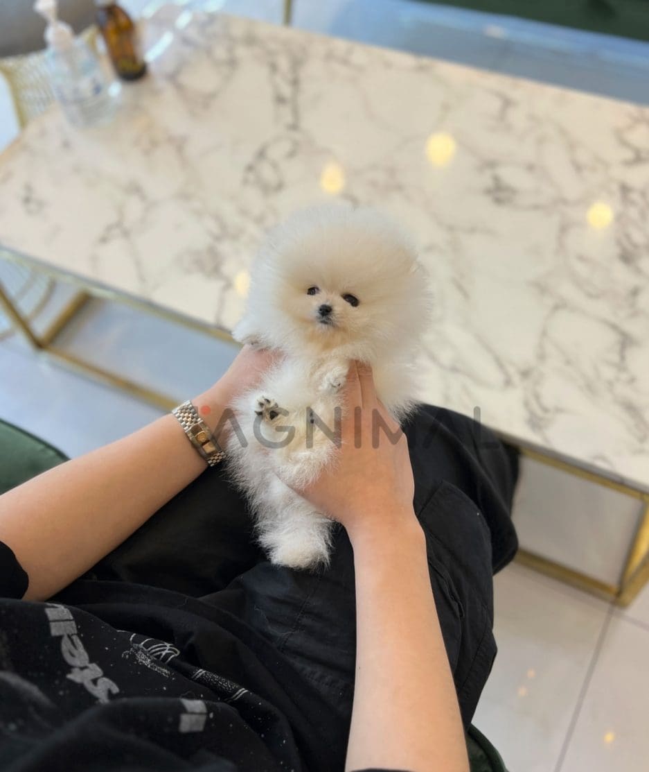 Pomeranian puppy for sale, dog for sale at Tagnimal