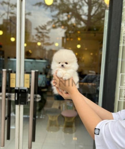 Pomeranian puppy for sale, dog for sale at Tagnimal