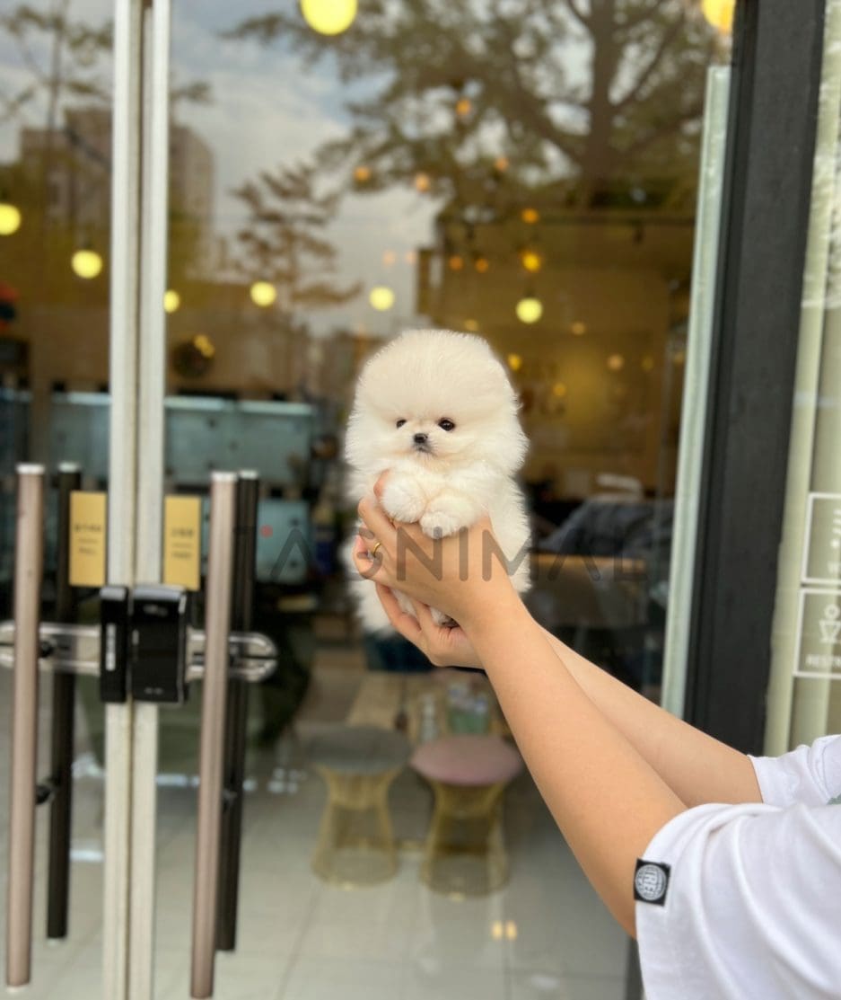 Pomeranian puppy for sale, dog for sale at Tagnimal