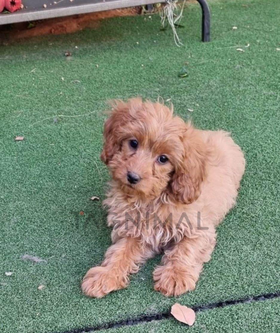 Cavapoo puppy for sale, dog for sale at Tagnimal