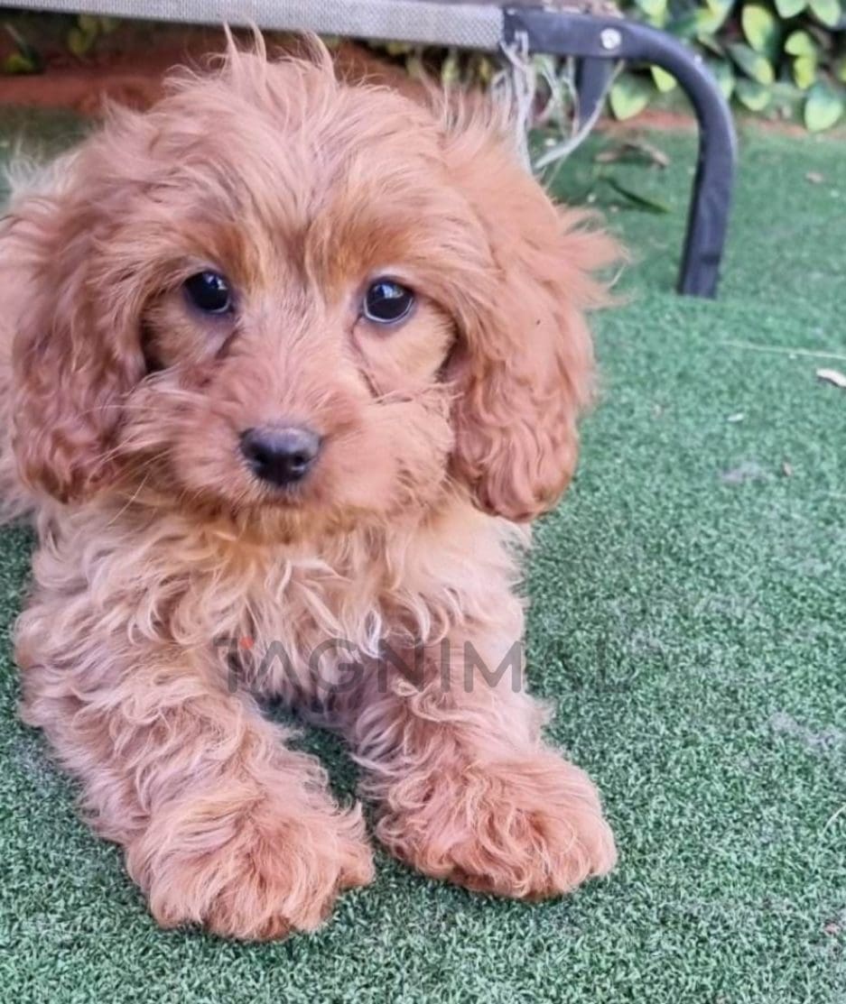 Cavapoo puppy for sale, dog for sale at Tagnimal