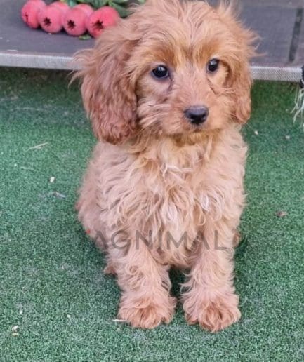 Cavapoo puppy for sale, dog for sale at Tagnimal