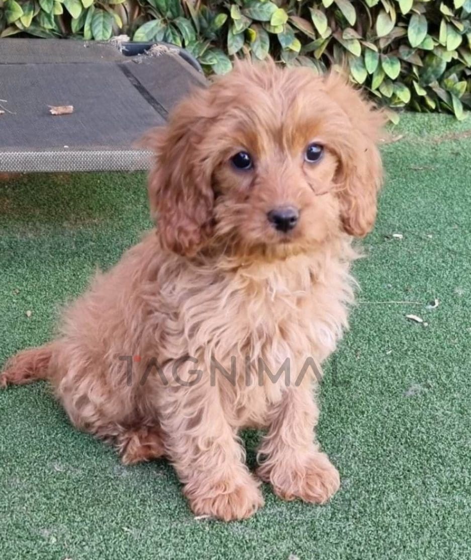 Cavapoo puppy for sale, dog for sale at Tagnimal