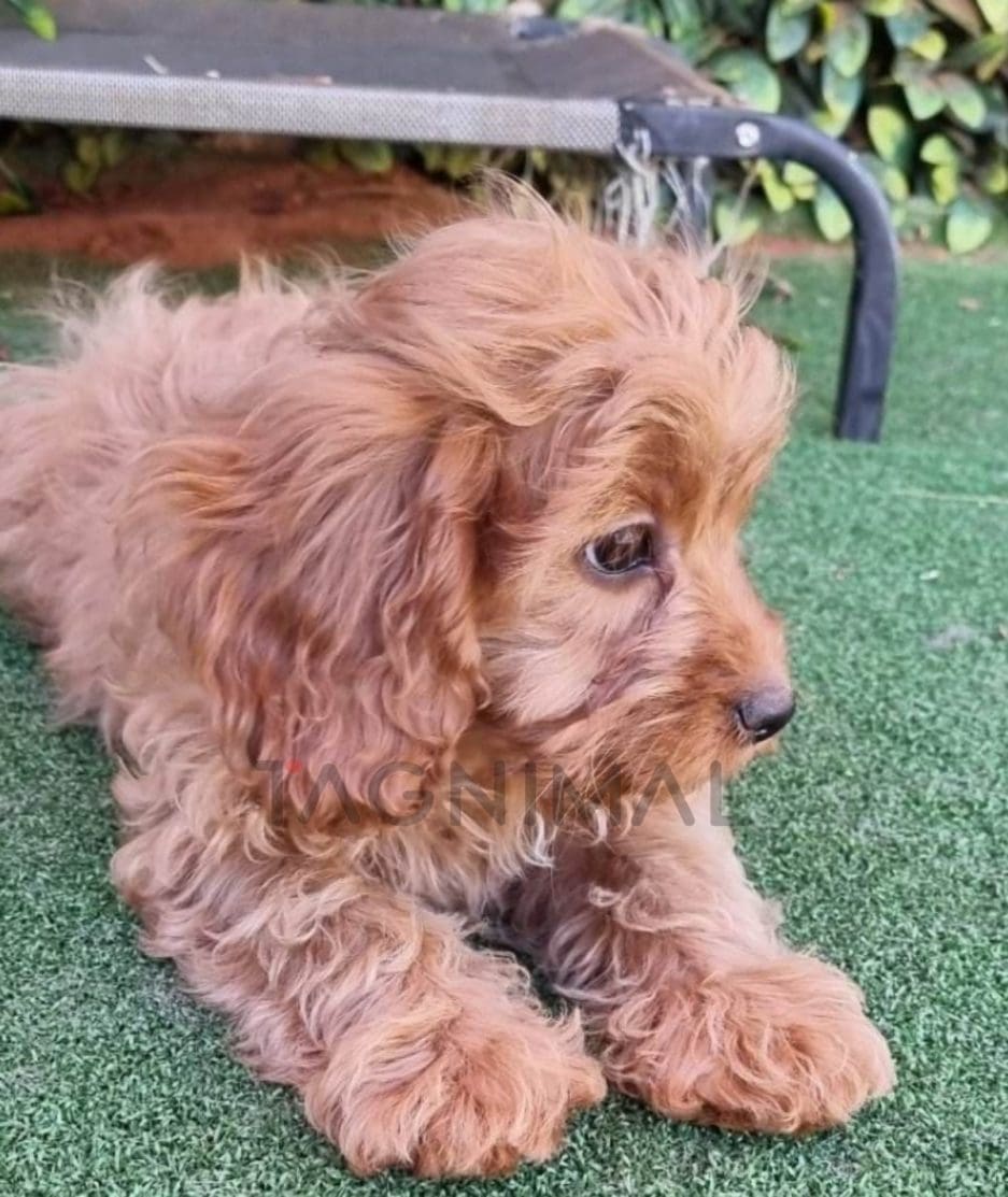 Cavapoo puppy for sale, dog for sale at Tagnimal