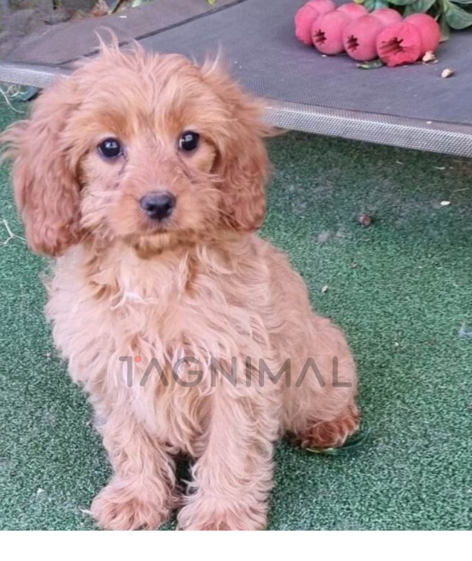 Cavapoo puppy for sale, dog for sale at Tagnimal