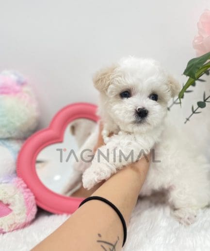 Bichon puppy for sale, dog for sale at Tagnimal