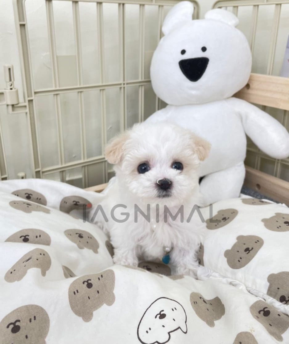 Bichon puppy for sale, dog for sale at Tagnimal