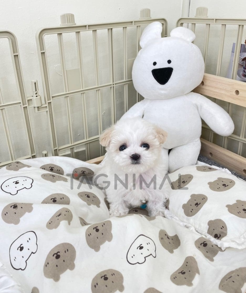 Bichon puppy for sale, dog for sale at Tagnimal