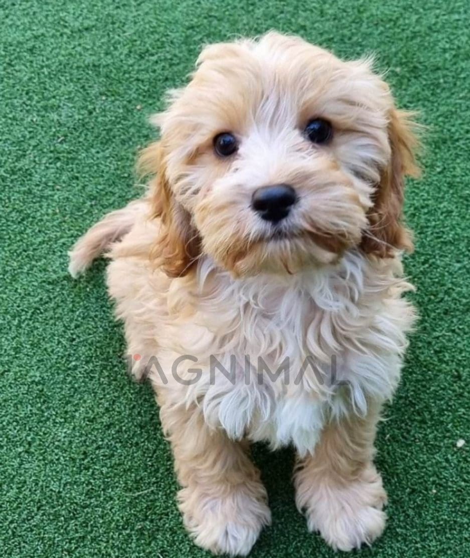 Cavapoo puppy for sale, dog for sale at Tagnimal