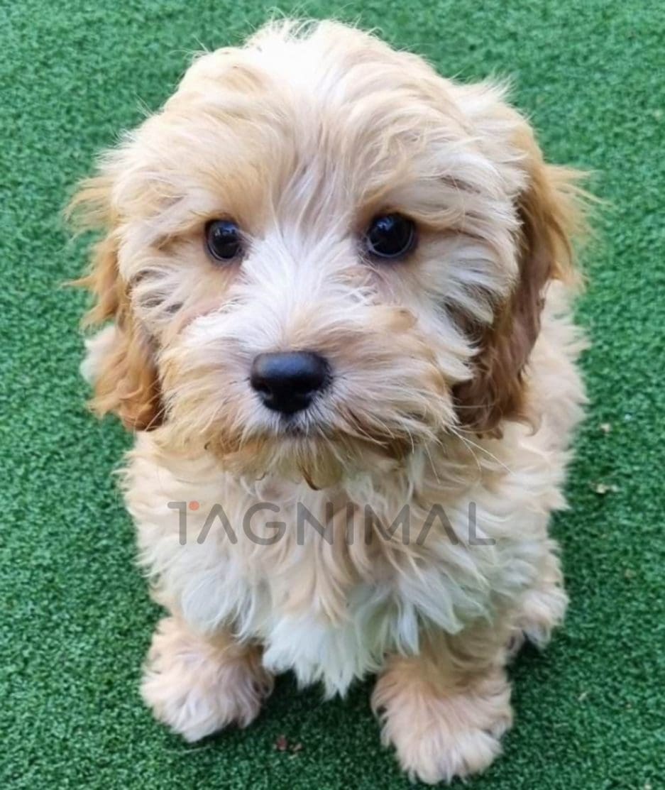 Cavapoo puppy for sale, dog for sale at Tagnimal