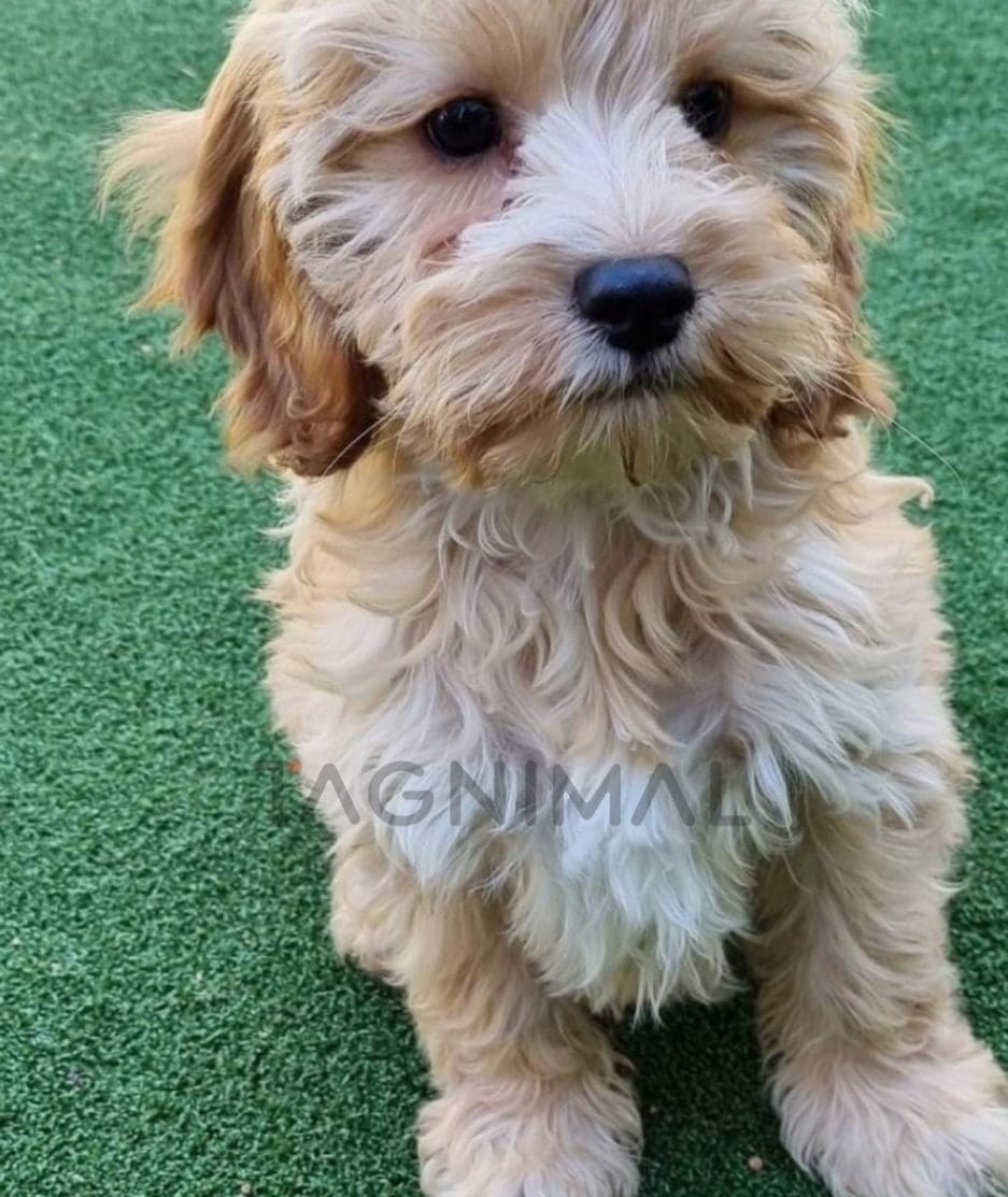 Cavapoo puppy for sale, dog for sale at Tagnimal