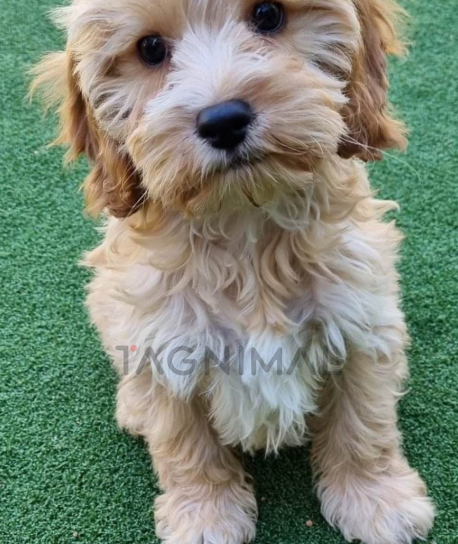 Cavapoo puppy for sale, dog for sale at Tagnimal