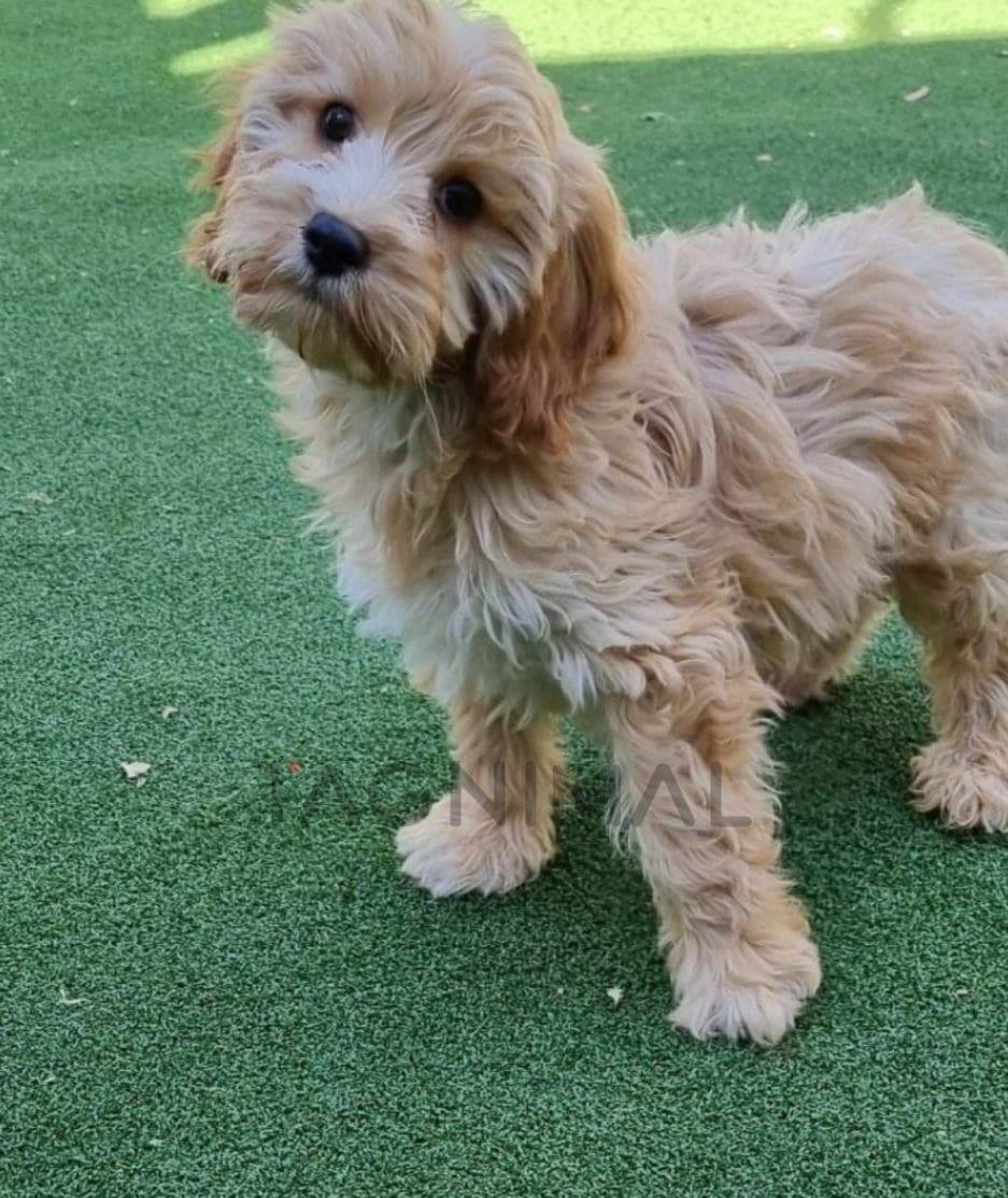 Cavapoo puppy for sale, dog for sale at Tagnimal