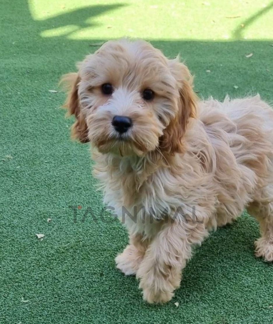 Cavapoo puppy for sale, dog for sale at Tagnimal