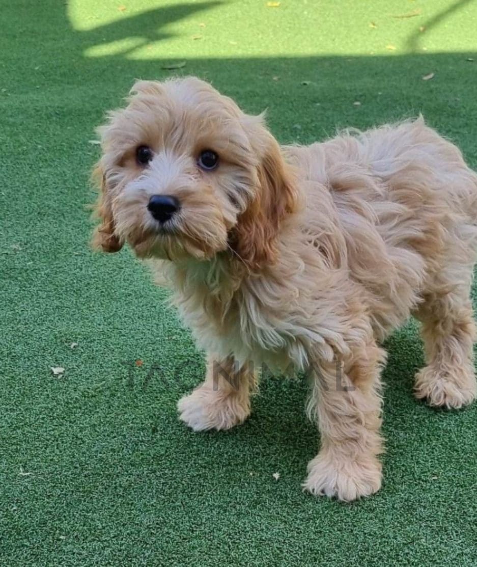 Cavapoo puppy for sale, dog for sale at Tagnimal