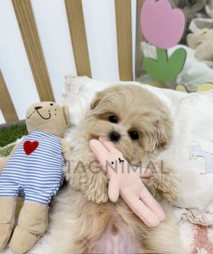 Maltipoo puppy for sale, dog for sale at Tagnimal