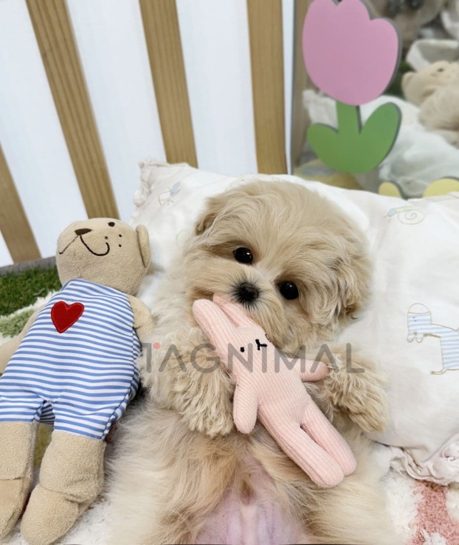 Maltipoo puppy for sale, dog for sale at Tagnimal