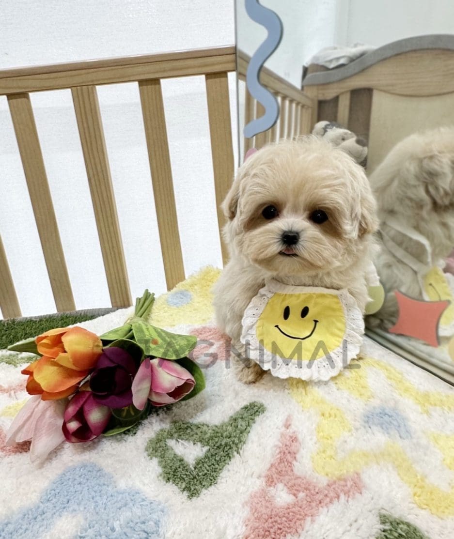 Maltipoo puppy for sale, dog for sale at Tagnimal