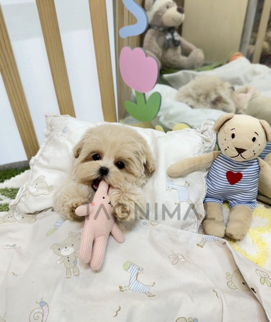 Maltipoo puppy for sale, dog for sale at Tagnimal