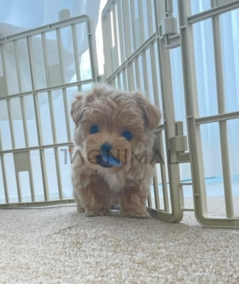 Maltipoo puppy for sale, dog for sale at Tagnimal