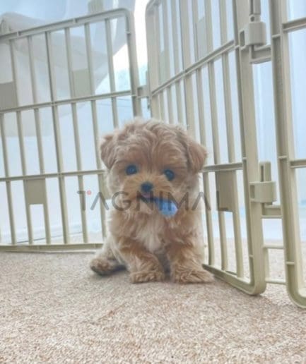 Maltipoo puppy for sale, dog for sale at Tagnimal