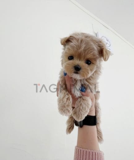 Maltipoo puppy for sale, dog for sale at Tagnimal