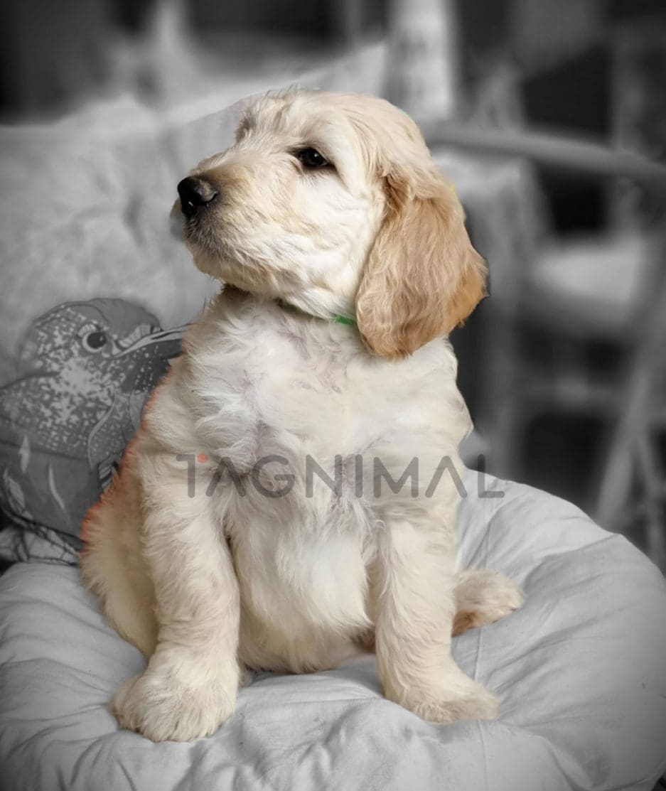 Goldendoodle puppy for sale, dog for sale at Tagnimal