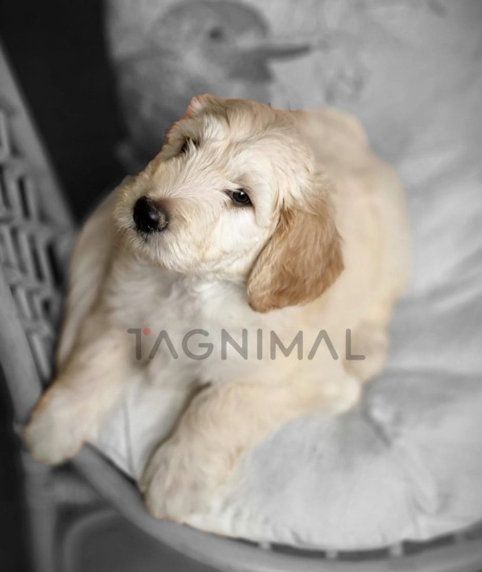 Goldendoodle puppy for sale, dog for sale at Tagnimal