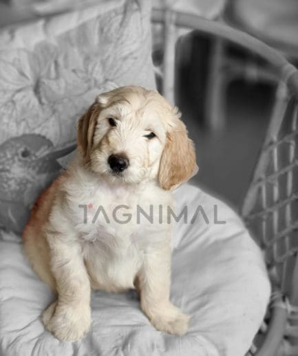 Goldendoodle puppy for sale, dog for sale at Tagnimal