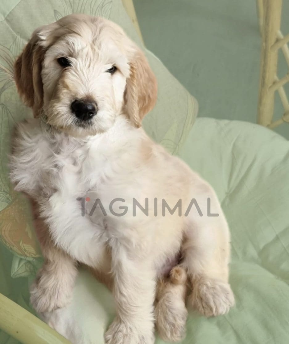 Poodle puppy for sale, dog for sale at Tagnimal