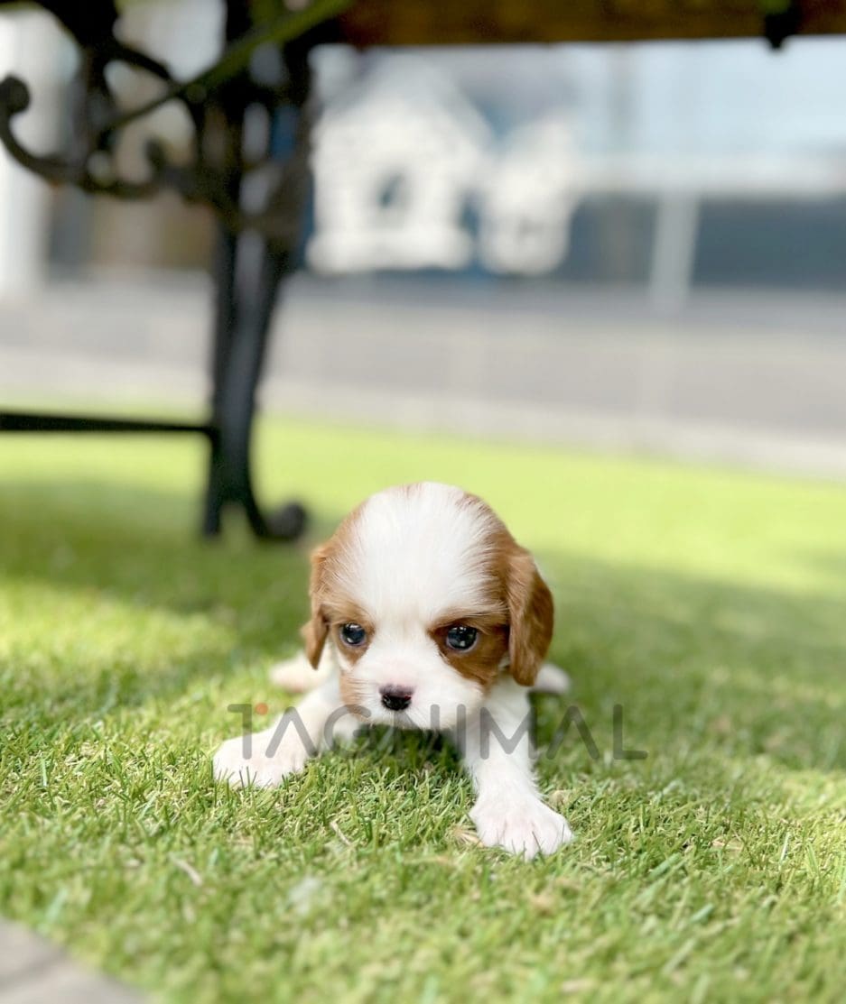 Cavalier puppy for sale, dog for sale at Tagnimal