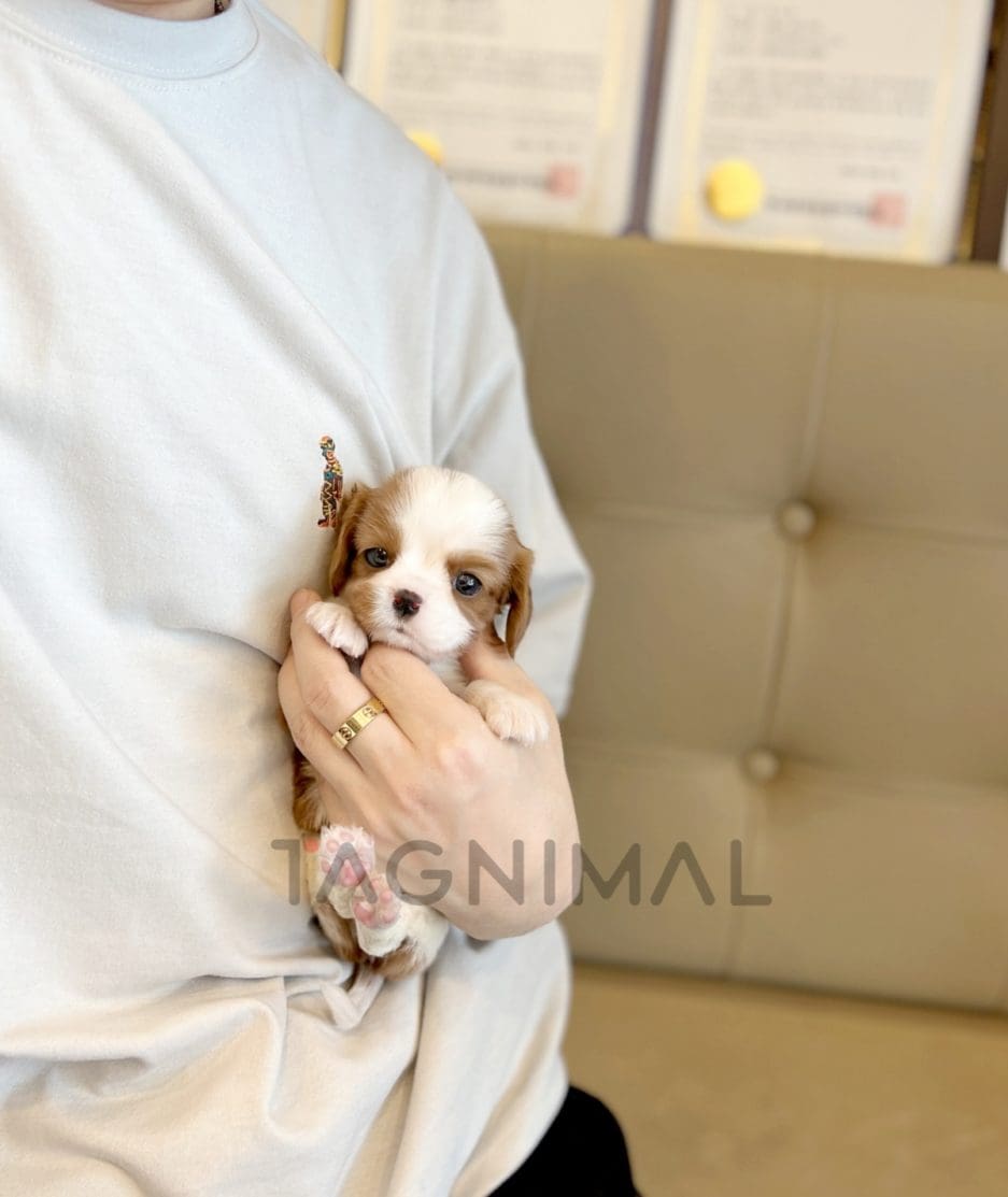 Cavalier puppy for sale, dog for sale at Tagnimal