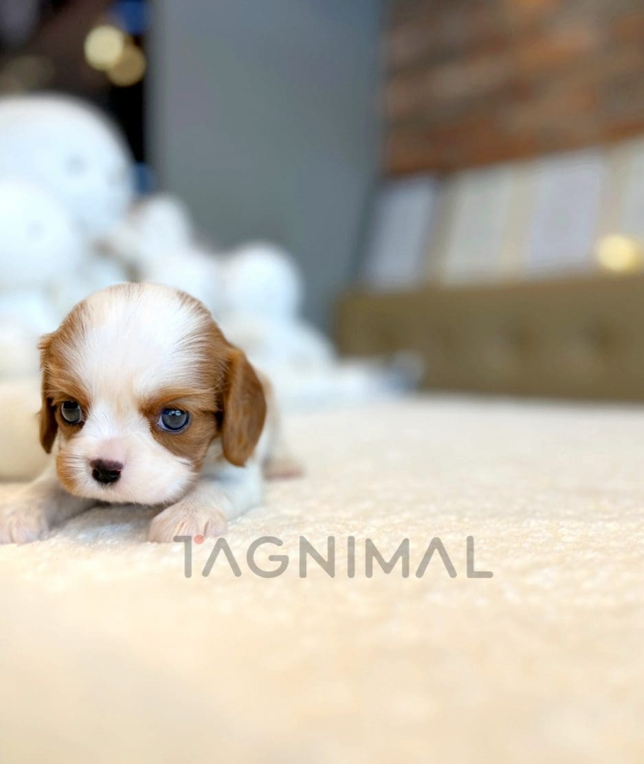 Cavalier puppy for sale, dog for sale at Tagnimal