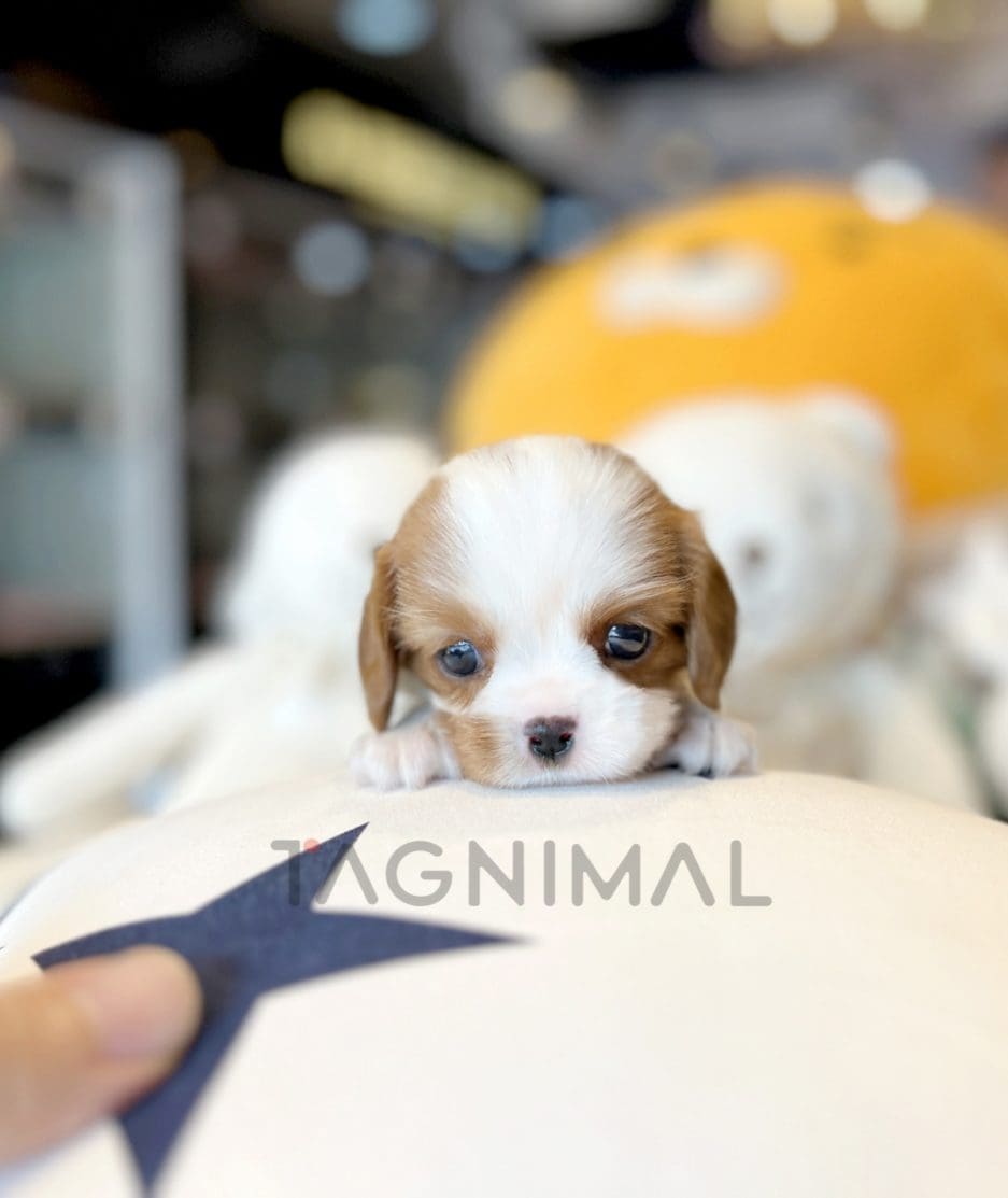 Cavalier puppy for sale, dog for sale at Tagnimal