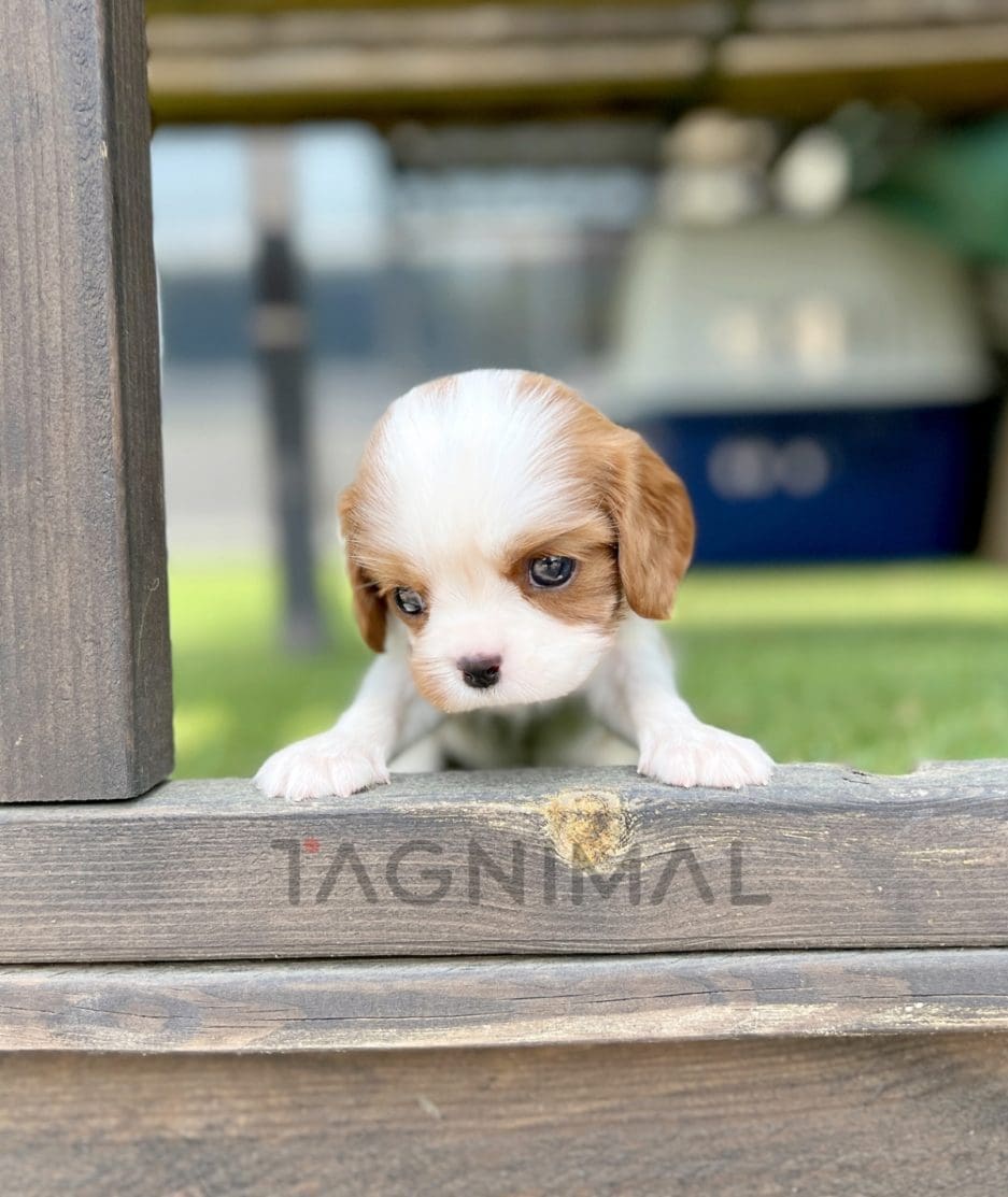 Cavalier puppy for sale, dog for sale at Tagnimal