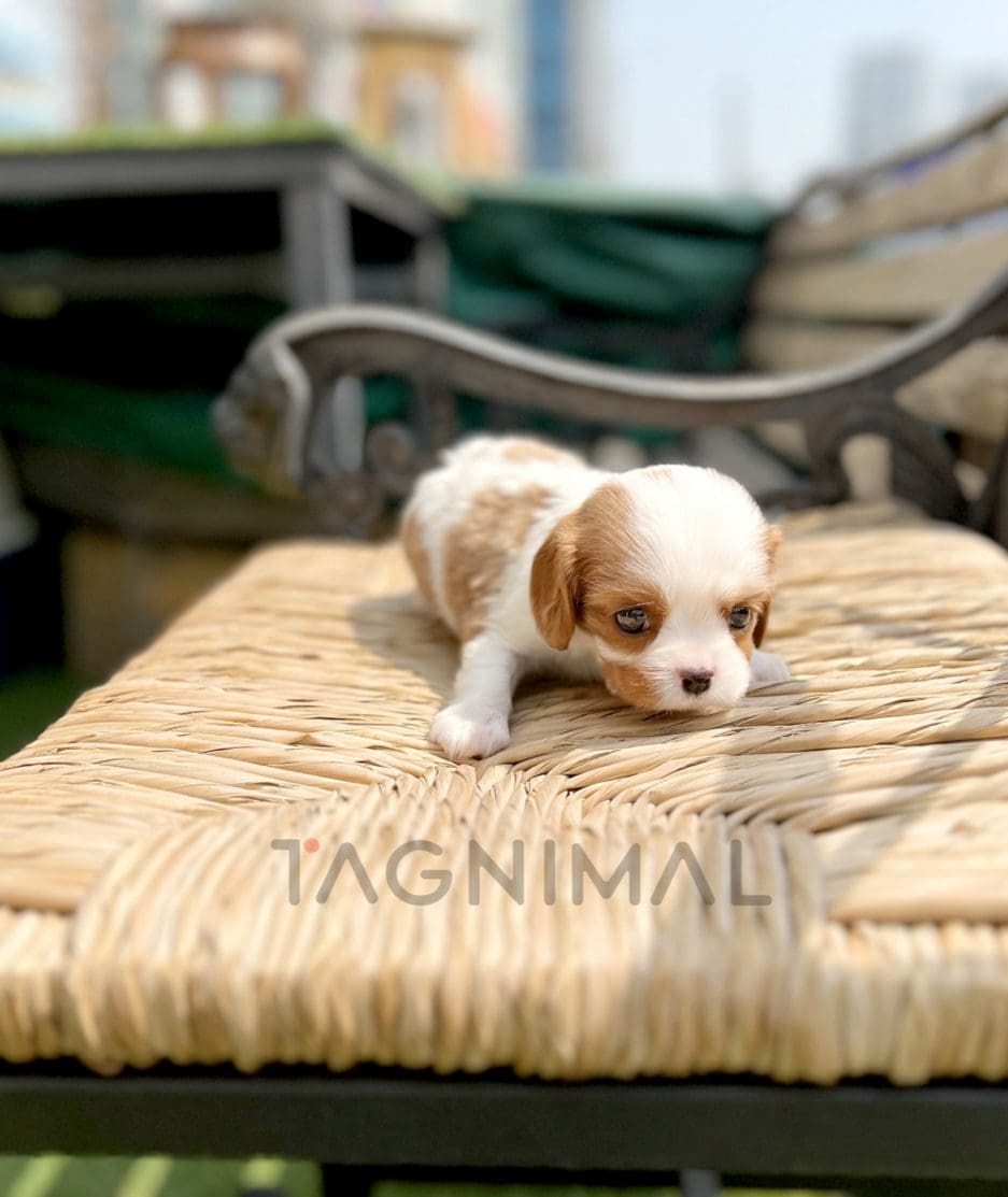 Cavalier puppy for sale, dog for sale at Tagnimal