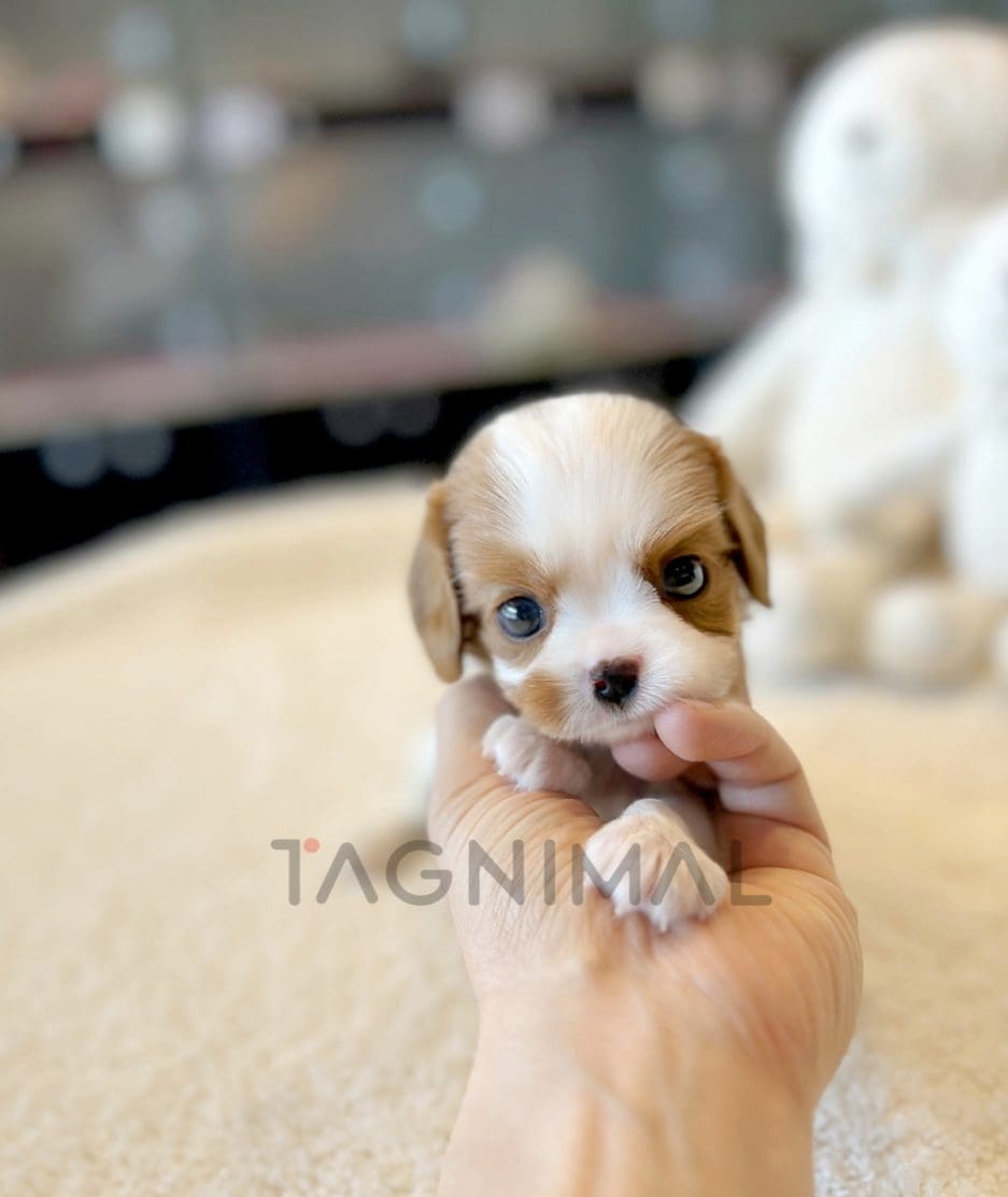 Bichon puppy for sale, dog for sale at Tagnimal