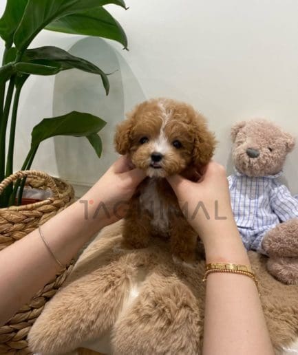 Maltipoo puppy for sale, dog for sale at Tagnimal