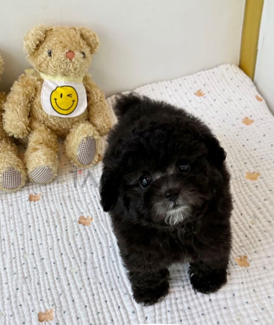 Poodle puppy for sale, dog for sale at Tagnimal