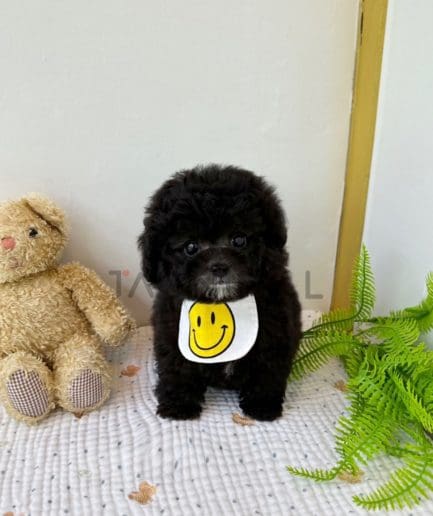 Poodle puppy for sale, dog for sale at Tagnimal