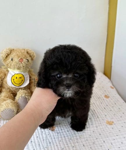 Poodle puppy for sale, dog for sale at Tagnimal