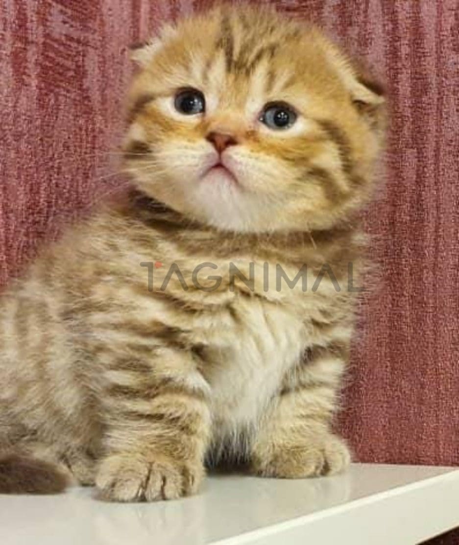 Munchkin kitten for sale, cat for sale at Tagnimal