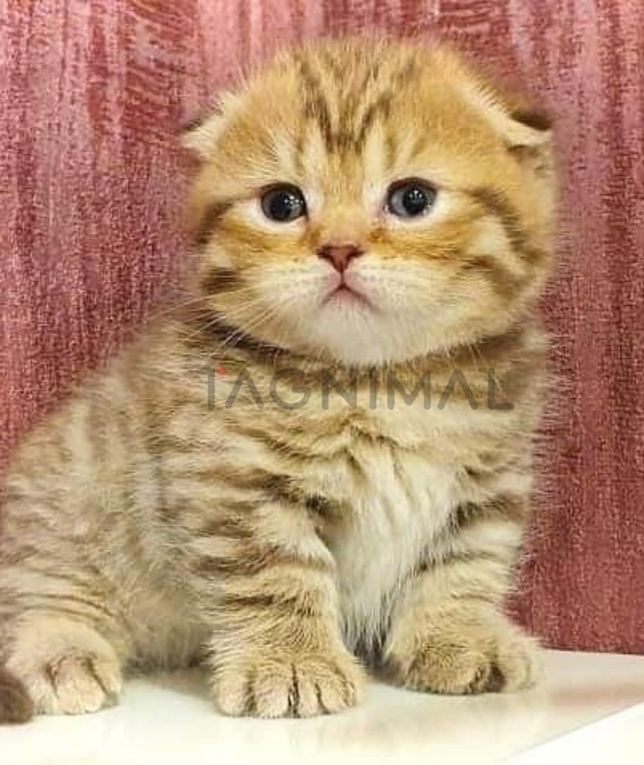 Munchkin kitten for sale, cat for sale at Tagnimal