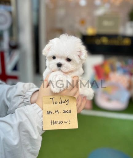 Maltese puppy for sale, dog for sale at Tagnimal