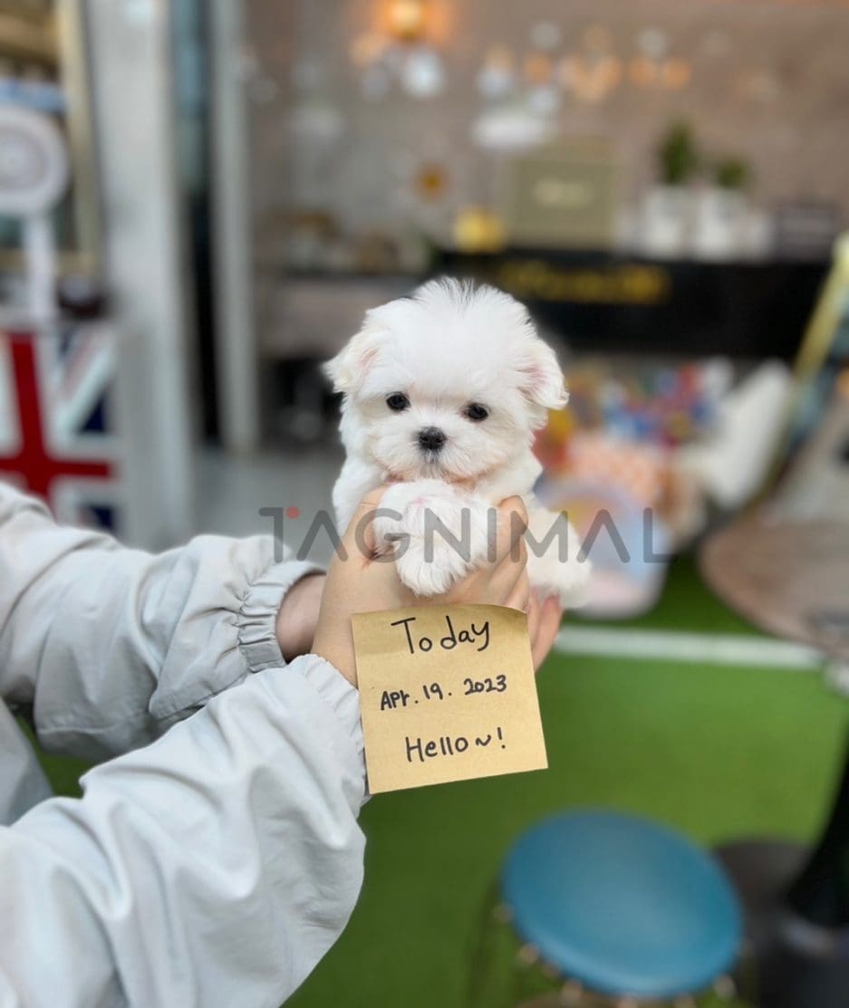 Maltese puppy for sale, dog for sale at Tagnimal