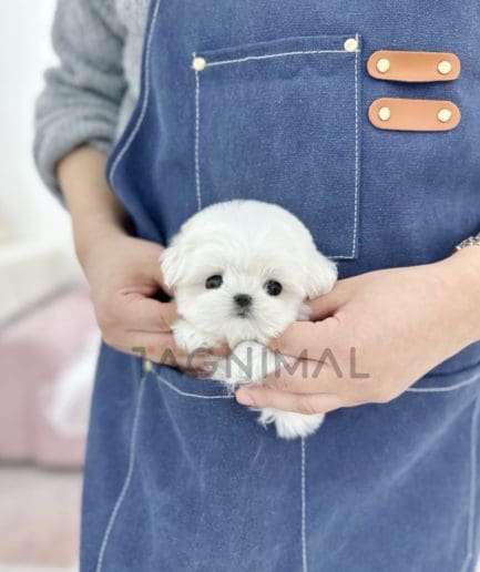 Maltese puppy for sale, dog for sale at Tagnimal