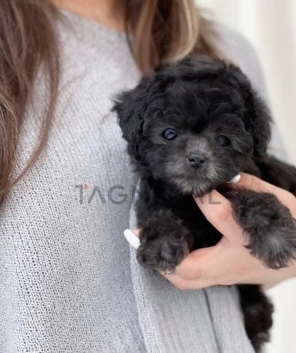 Poodle puppy for sale, dog for sale at Tagnimal