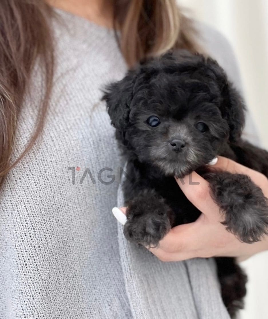 Poodle puppy for sale, dog for sale at Tagnimal