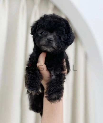 Poodle puppy for sale, dog for sale at Tagnimal