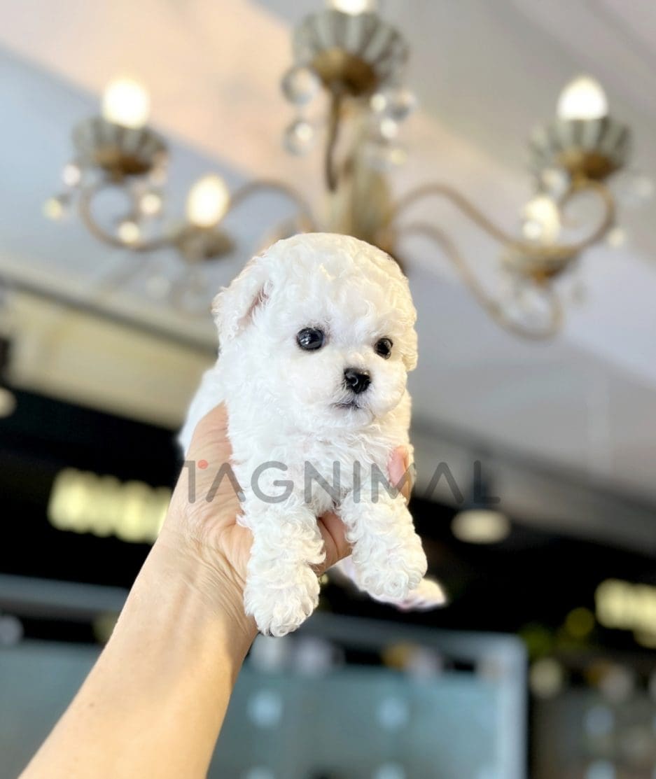 Bichon puppy for sale, dog for sale at Tagnimal